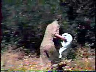 Intervilles, The Dukes of Hazzard,  and Jerry Springer