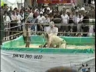 Oatmeal Wrestling #313