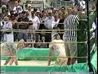 Oatmeal Wrestling #313