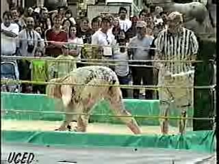 Oatmeal Wrestling #314