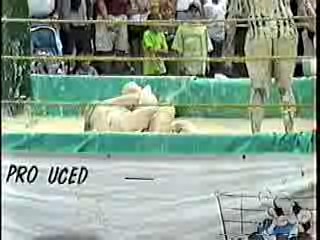 Oatmeal Wrestling #314