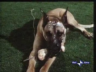 The Ugly Dachshund (1966)