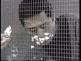 Japanese comedy show