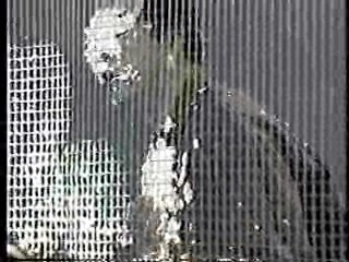 Japanese comedy shows (4)