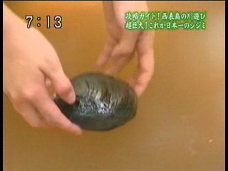 Japanese news report