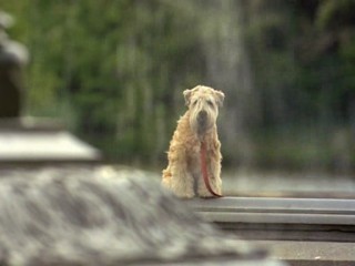 I Love You, I Love You Not