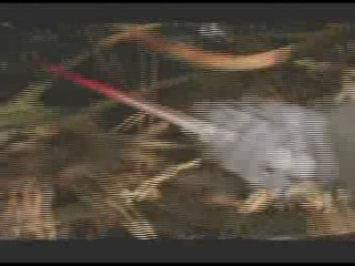 Die Insel der Angst 2 (German Horror Movie)