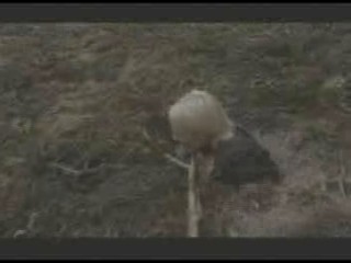 Die Insel der Angst 2 (German Horror Movie)