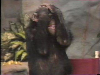 Wild Animal Games creamed corn