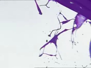 Blueberry.net advertisment