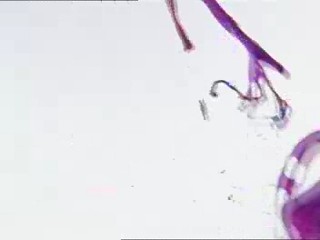 Blueberry.net advertisment