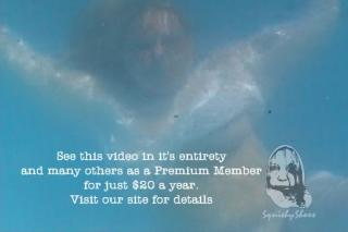 Wet in White II Sample Clip