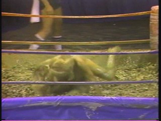 Lightweight Mudwrestling Championships