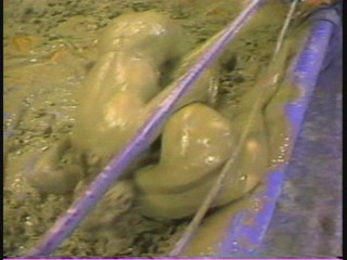 Lightweight Mudwrestling Championships