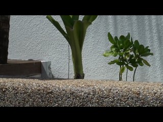 Jimmy Choo in the pool