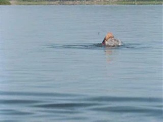 Zoop in South America