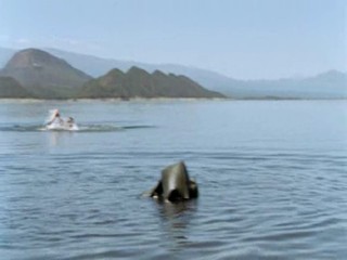 Zoop in South America