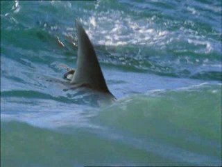 Malibu Shark Attack