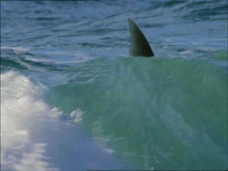 Malibu Shark Attack
