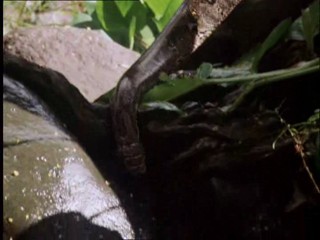 The New Swiss Family Robinson