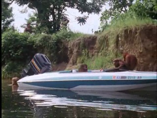 The New Swiss Family Robinson