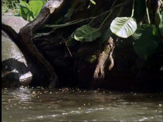 The New Swiss Family Robinson