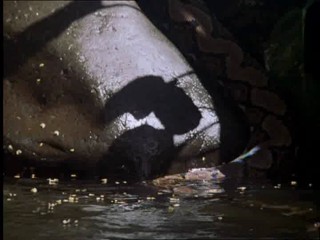 The New Swiss Family Robinson