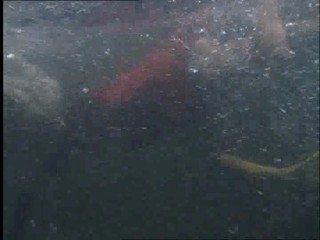 The New Swiss Family Robinson