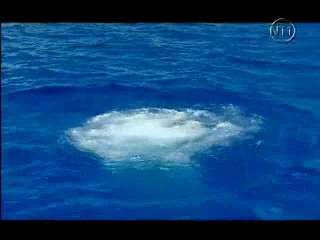 Les Vacances de l'amour