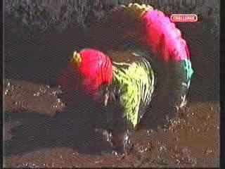 Japan Mud Cup scene - Takeshi Castle