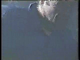 Who Dares Wins,  Home and Away,  Log Rolling