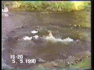 Australia's Funniest Home Videos,  Drumstick commercial,  Carefree commercial,  Australian talkshow