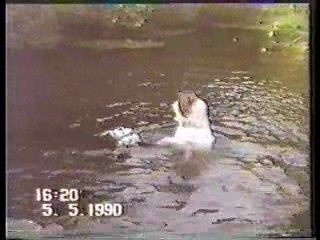 Australia's Funniest Home Videos,  Drumstick commercial,  Carefree commercial,  Australian talkshow