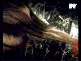 Where the Wild Roses Grow