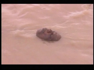 Japanese girl swiming