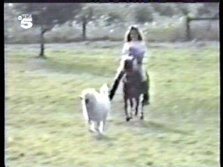 Germany's Funniest Videos,  German TV Drama, U.S. Jungle Movie