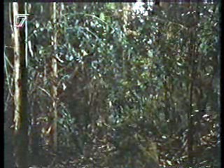 Germany's Funniest Videos,  German TV Drama, U.S. Jungle Movie