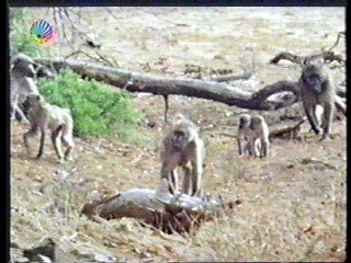 The Gods Must Be Crazy 2,  German Disney Club,  German Movie,