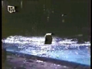 German Movie, Wet T Shirt movie