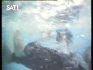 The Secret of Seagull Island