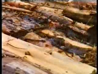 Tomcat: Dangerous Desires