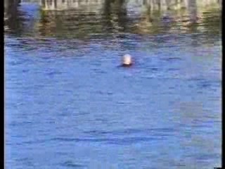 Tomcat: Dangerous Desires