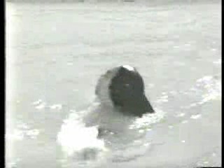 Scarecrow and Mrs King,  Faster, Pussycat! Kill! Kill!