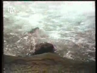 Tales of the Gold Monkey