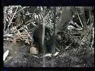 The Land that Time Forgot,  German TV,  Rally 'Round the Flag, Boys!