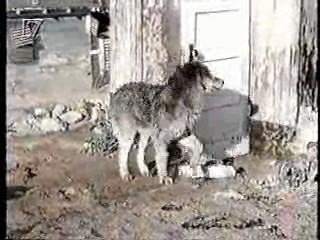 Lone Wolf McQuade,  Mann O Mann Show