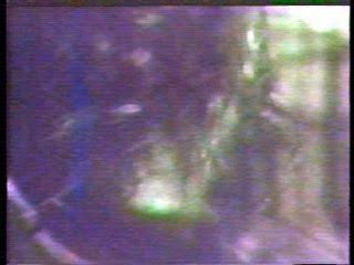 A Certain Sacrifice (Madonna)