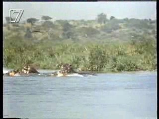 Jungle Film,  German movies (2), Germany's Funniest Home Videos