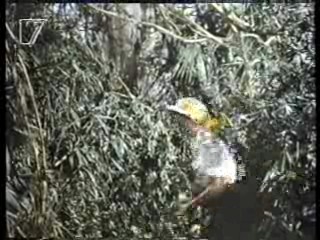 Jungle Film,  German movies (2), Germany's Funniest Home Videos