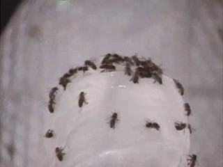 Invasion of the Bee Girls